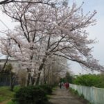 桜満開春らんまん！行徳野鳥観察舎・猫実川