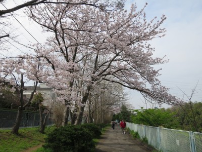 桜満開春らんまん！行徳野鳥観察舎・猫実川(2016年)