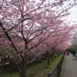 春一番のあとは河津桜の季節　行徳野鳥観察舎