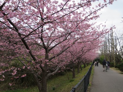 春一番のあとは河津桜の季節　行徳野鳥観察舎