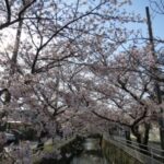 桜競演行徳の春　中江川・行徳野鳥観察舎