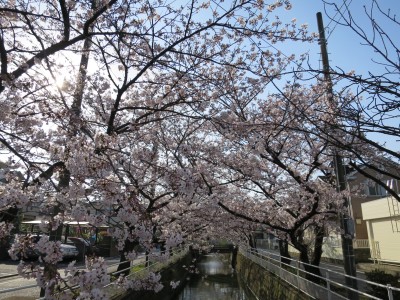 桜競演行徳の春　中江川・行徳野鳥観察舎(2017年)