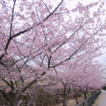 行徳野鳥観察舎の河津桜がサクラサク