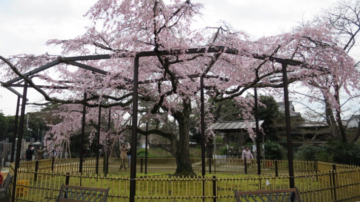 満開は彼岸の入りに・原木山妙行寺のしだれ桜