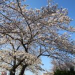 春到来！桜の見頃が始まった(行徳駅前公園･中江川)
