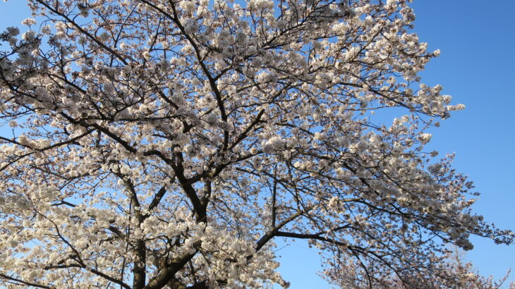春到来！桜の見頃が始まった(行徳駅前公園･中江川2018年)