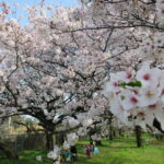 妙典から少し足をのばして桜満開の江戸川水門へ