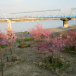 暖冬なのに遅咲き傾向?江戸川放水路の河津桜(2019年)