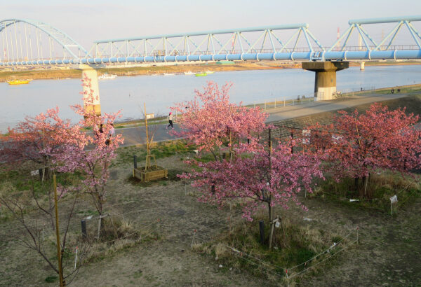 暖冬なのに遅咲き傾向?江戸川放水路の河津桜