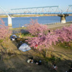 江戸川放水路の河津桜満開だよりは春一番とともに