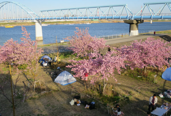 江戸川放水路の河津桜満開だよりは春一番とともに
