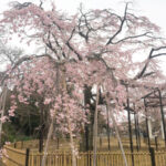 ぽかぽか陽気から一転花冷えでも原木山妙行寺のしだれ桜は見頃