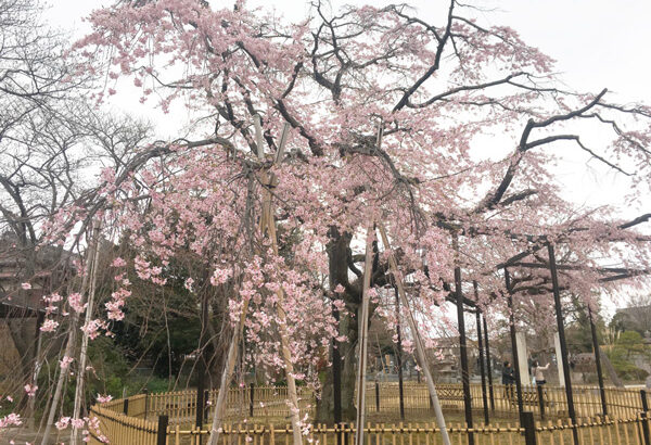 ぽかぽか陽気から一転花冷えでも原木山妙行寺のしだれ桜は見頃