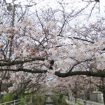 年度末　桜の見頃はまだ先か｜中江川･行徳駅前公園(講談イベントレポもあり)