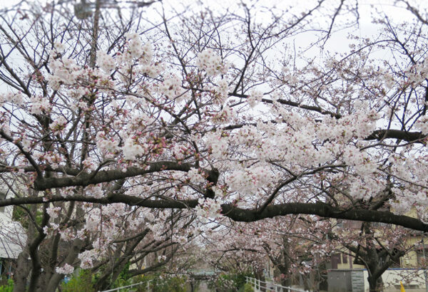 2019年度末　桜の見頃はまだ先か｜中江川･行徳駅前公園(講談イベントレポもあり)