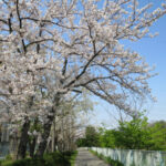 更地になった行徳野鳥観察舎跡地と猫実川の桜