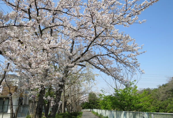 更地になった行徳野鳥観察舎跡地と猫実川の桜(2019年)