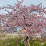 今度こそ満開！江戸川放水路の河津桜