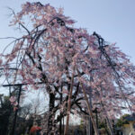 原木山妙行寺のしだれ桜が暖冬により早くも満開