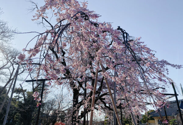 原木山妙行寺のしだれ桜が暖冬により早くも満開(2020年)