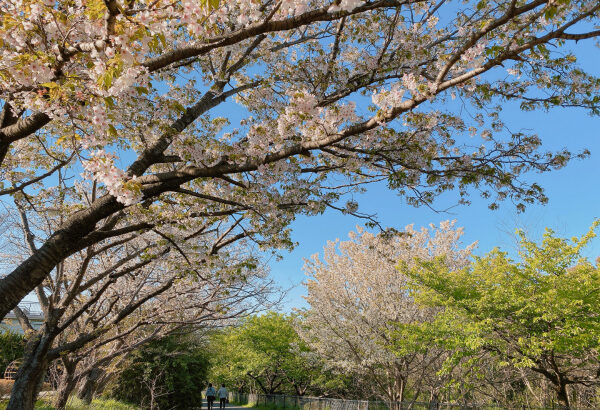 2020年行徳の桜｜駅前公園と行徳野鳥観察舎