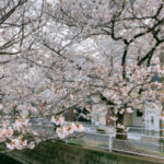 2020年行徳の桜｜中江川の桜は満開から葉桜へ