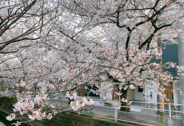2020年行徳の桜｜中江川の桜は満開から葉桜へ