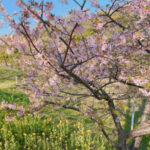 あいねすと(行徳野鳥観察舎)は休館中でも河津桜は美しく