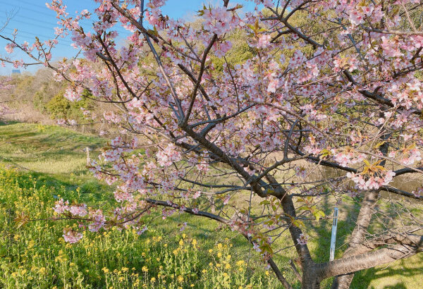 あいねすと(行徳野鳥観察舎)は休館中でも河津桜は美しく