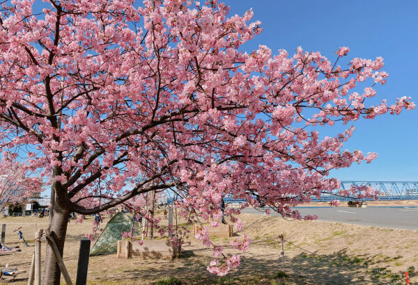 妙典に春到来！江戸川河川敷の河津桜はこれから見頃