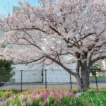 行徳は桜が見頃！行徳野鳥観察舎あいねすと･猫実川(2021年)