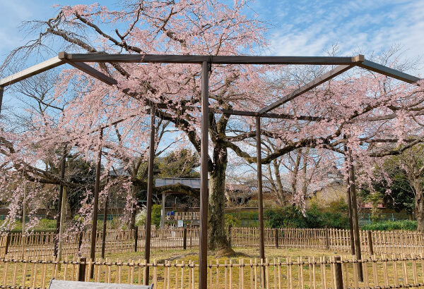 今年も満開早いです！原木山妙行寺のしだれ桜(2021年)