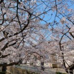 行徳は桜が見頃！中江川・行徳駅前公園(2021年)