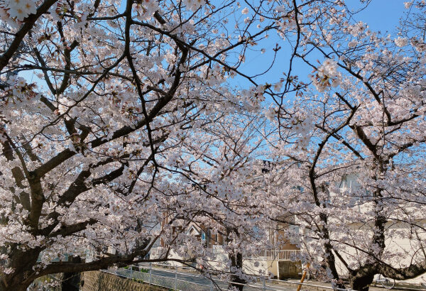 行徳は桜が見頃！中江川・行徳駅前公園(2021年)