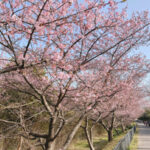 河津桜シーズンのあいねすと(行徳野鳥観察舎)で親しむ身近な自然(2022)