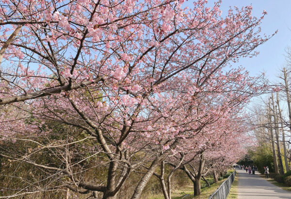 河津桜シーズンのあいねすと(行徳野鳥観察舎)で親しむ身近な自然