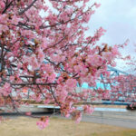 【妙典】江戸川河川敷の河津桜はゆっくりペースで咲き進み