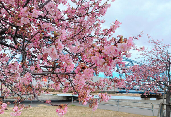 【妙典】江戸川河川敷の河津桜はゆっくりペースで咲き進み(2022年)