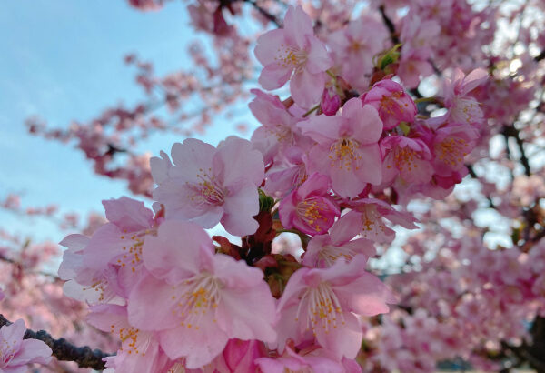 【妙典】江戸川河川敷の河津桜がついに満開！