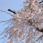 原木山妙行寺のしだれ桜は満開まであと少し(2022年)