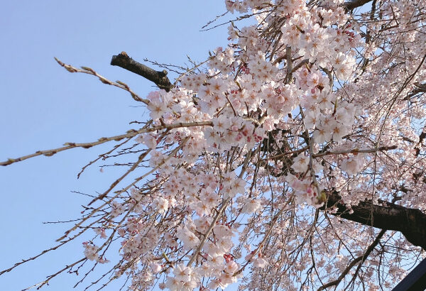 原木山妙行寺のしだれ桜は満開まであと少し
