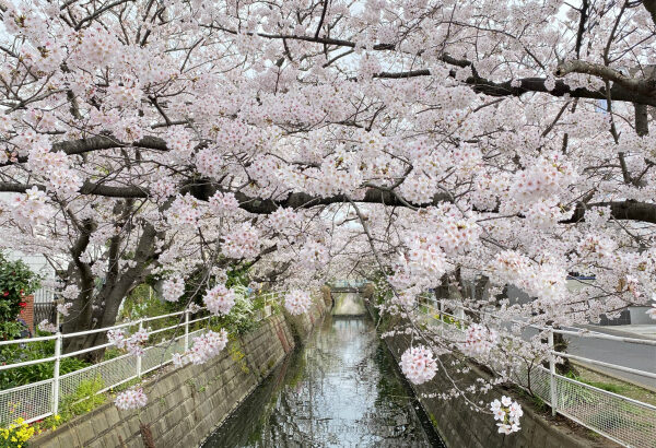 中江川の桜がいよいよ満開｜行徳桜模様2022年その2