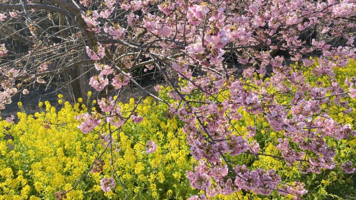 河津桜が見頃の行徳鳥獣保護区(2023年)