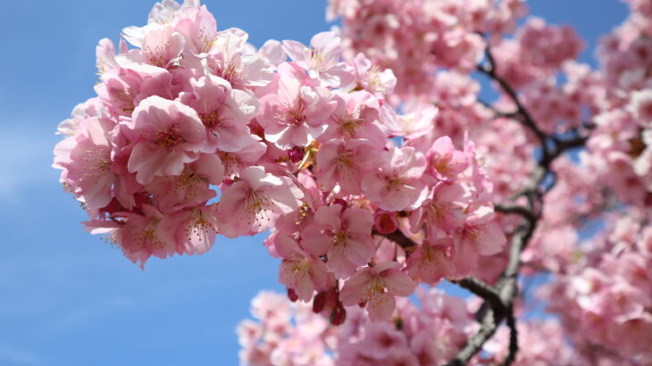 妙典に春がきた！江戸川河川敷の河津桜が満開(2023年)