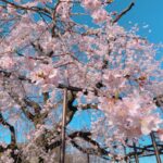 原木山妙行寺のしだれ桜は満開間近(2023年)