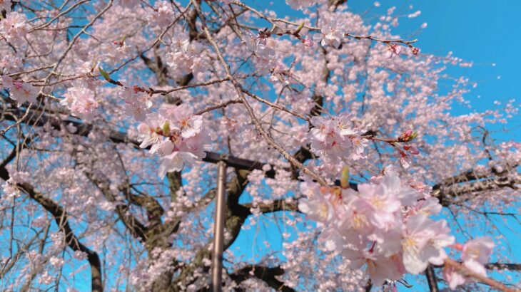 原木山妙行寺のしだれ桜は満開間近(2023年)