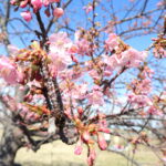 江戸川河川敷の河津桜は早足ペースで咲き始め｜妙典