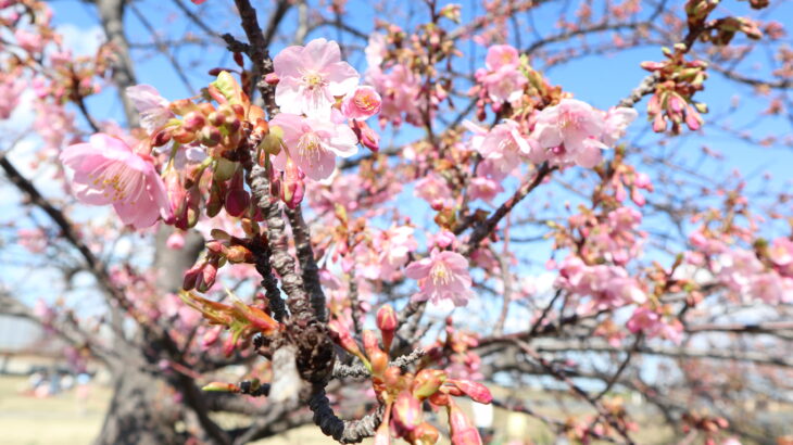 江戸川河川敷の河津桜は早足ペースで咲き始め｜妙典