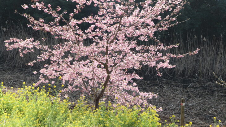 満開の河津桜に彩られる行徳鳥獣保護区(2024年)