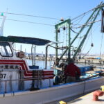 市川漁港の朝市で行徳朝活体験